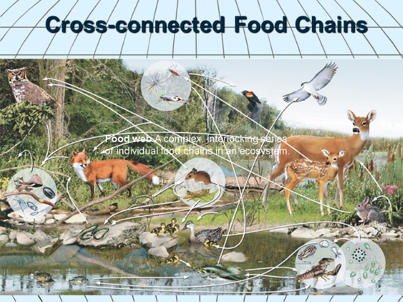 26 Cross-connected Food Chains   Food web A complex, interlocking series of indi­vidual